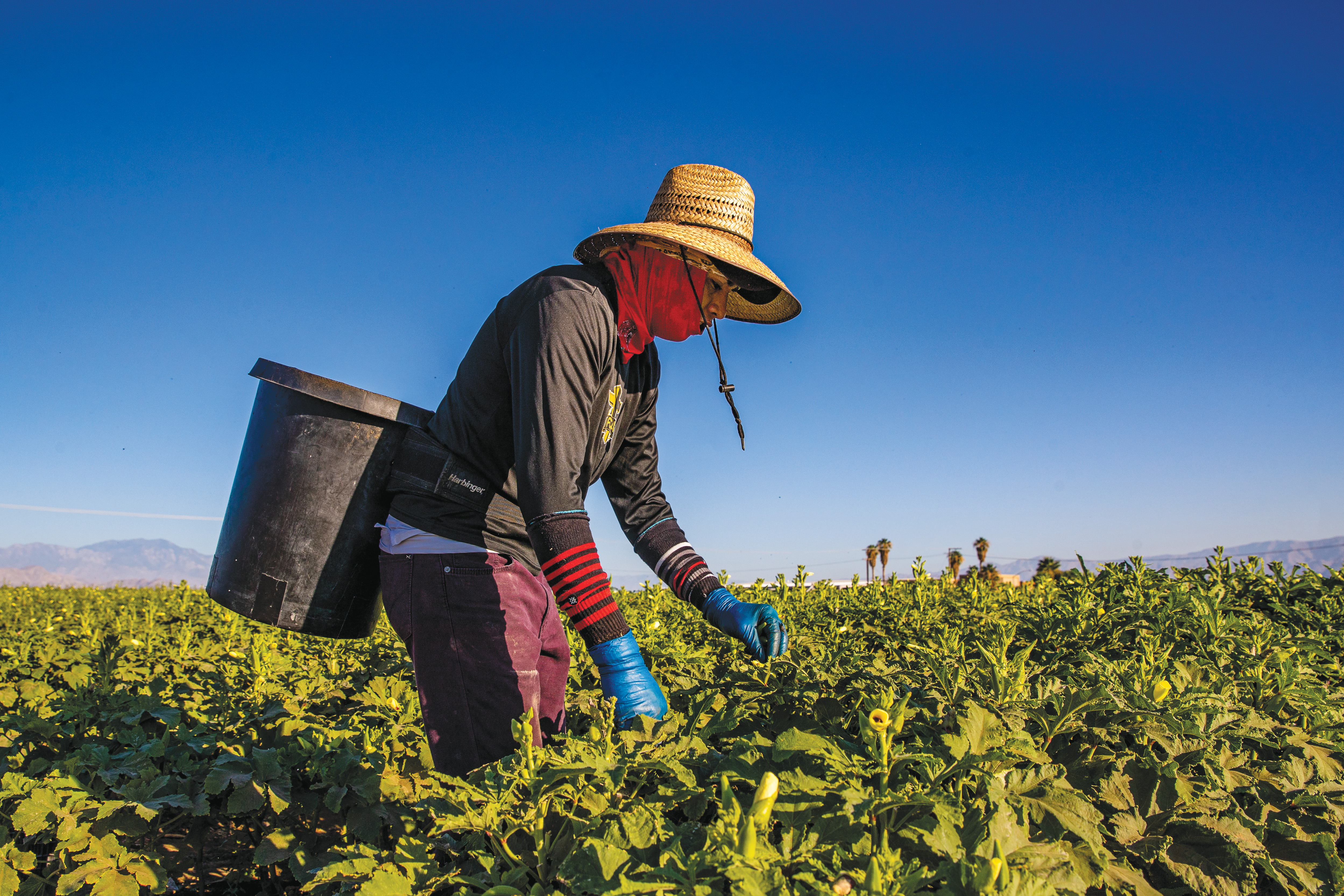 Steven Rodriguez picks okra in Coachella on July 11, 2023, when temperatures reached 109 Fahrenheit.