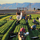 California farmworkers, or campesinos, work in a lettuce field near El Centro, outside Brawley, in March 2014.