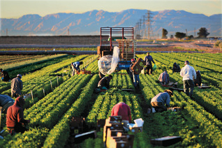 California farmworkers, or campesinos, work in a lettuce field near El Centro, outside Brawley, in March 2014.
