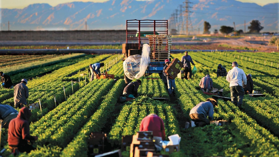 California farmworkers, or campesinos, work in a lettuce field near El Centro, outside Brawley, in March 2014.