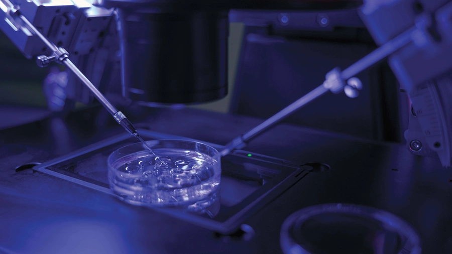 In vitro fertilization is performed to produce human embryos.