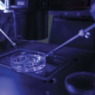 In vitro fertilization is performed to produce human embryos.