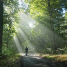 A person walks through the woods.