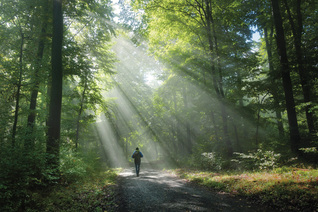 A person walks through the woods.
