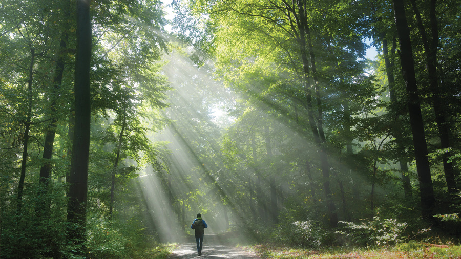 A person walks through the woods.