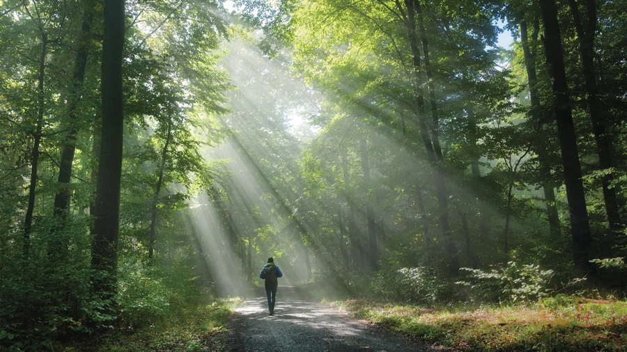 A person walks through the woods.